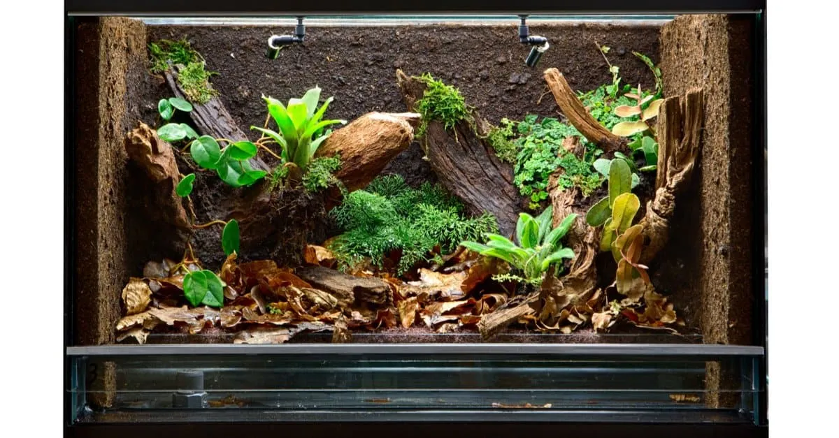 23492 tarantula ventilation