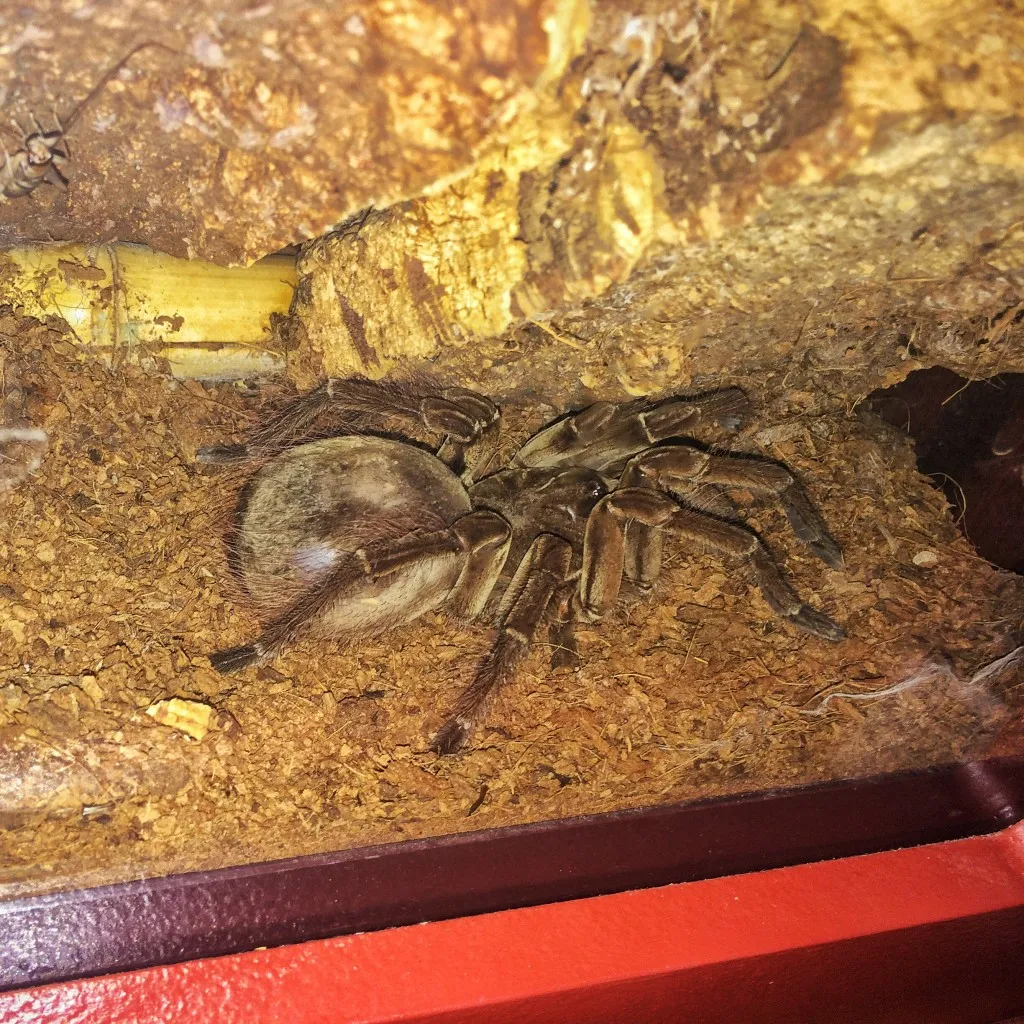 23493 tarantula tanzi enclosure