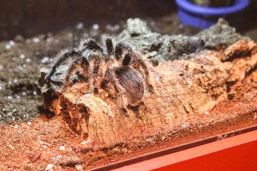 23493 tarantula tanzi feeding