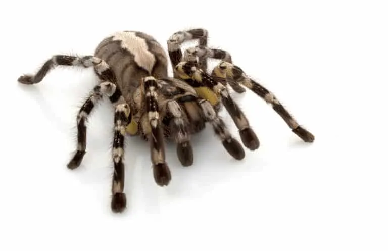 23493 tarantula tanzi handling