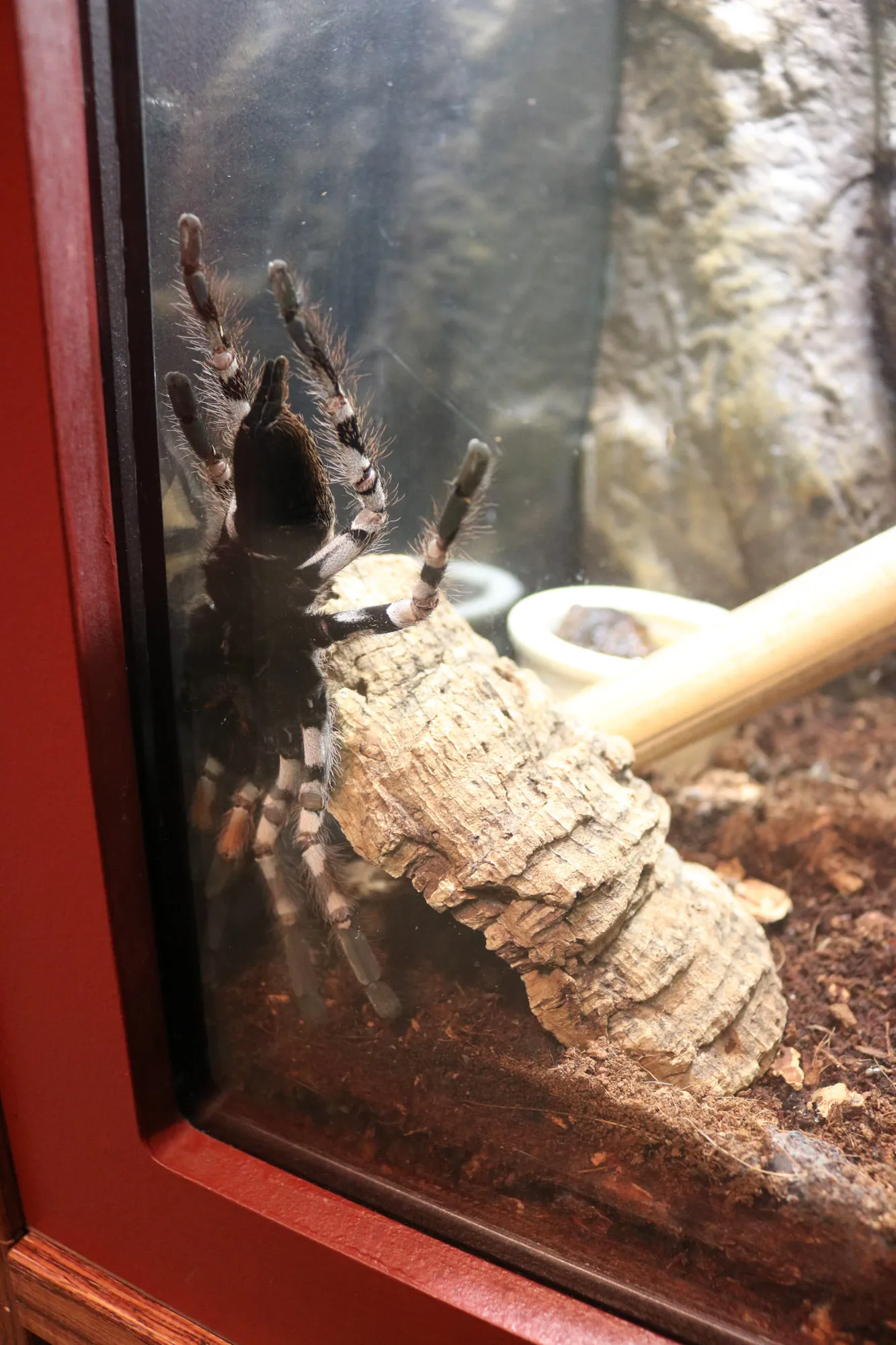 23493 tarantula tanzi molting