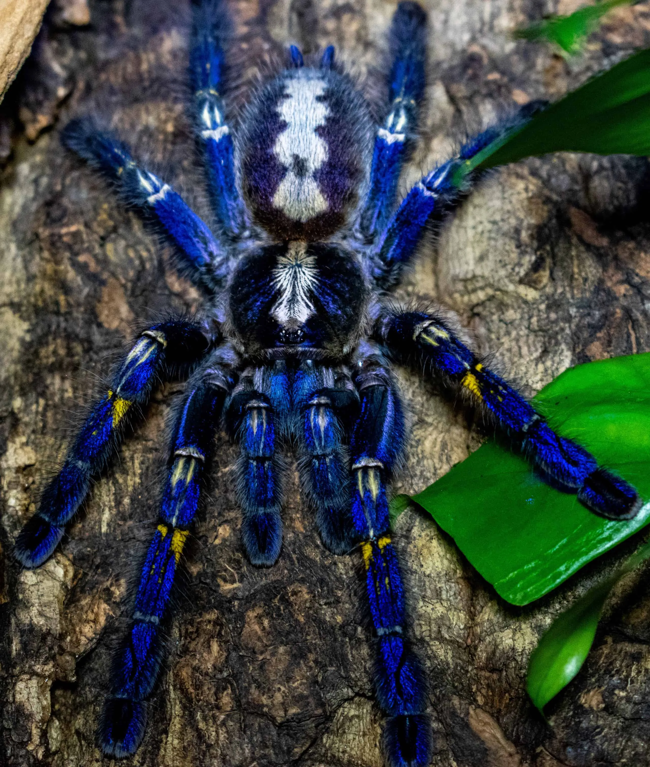/img/23493-tarantula-tanzi-spiderlings.webp