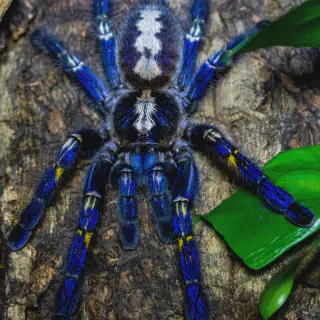 /img/23493-tarantula-tanzi-spiderlings.webp