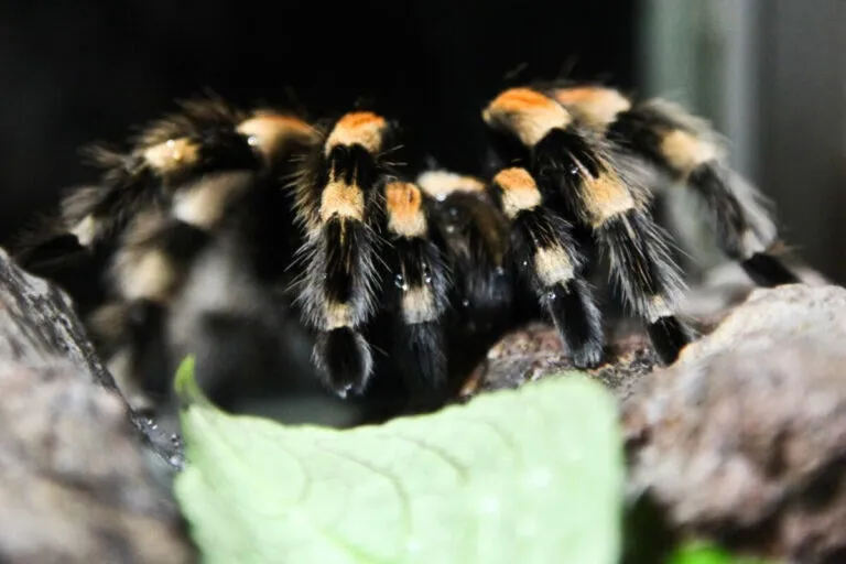 23495 handling tarantula