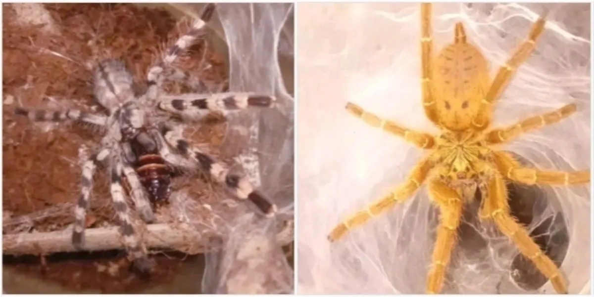23495 tarantula name ideas