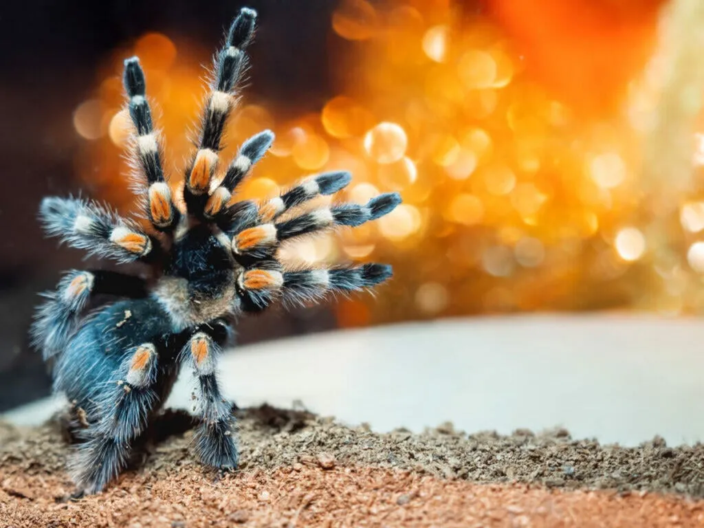 /img/23495-tarantula-names-list.webp