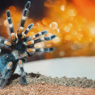 /img/23495-tarantula-names-list.webp