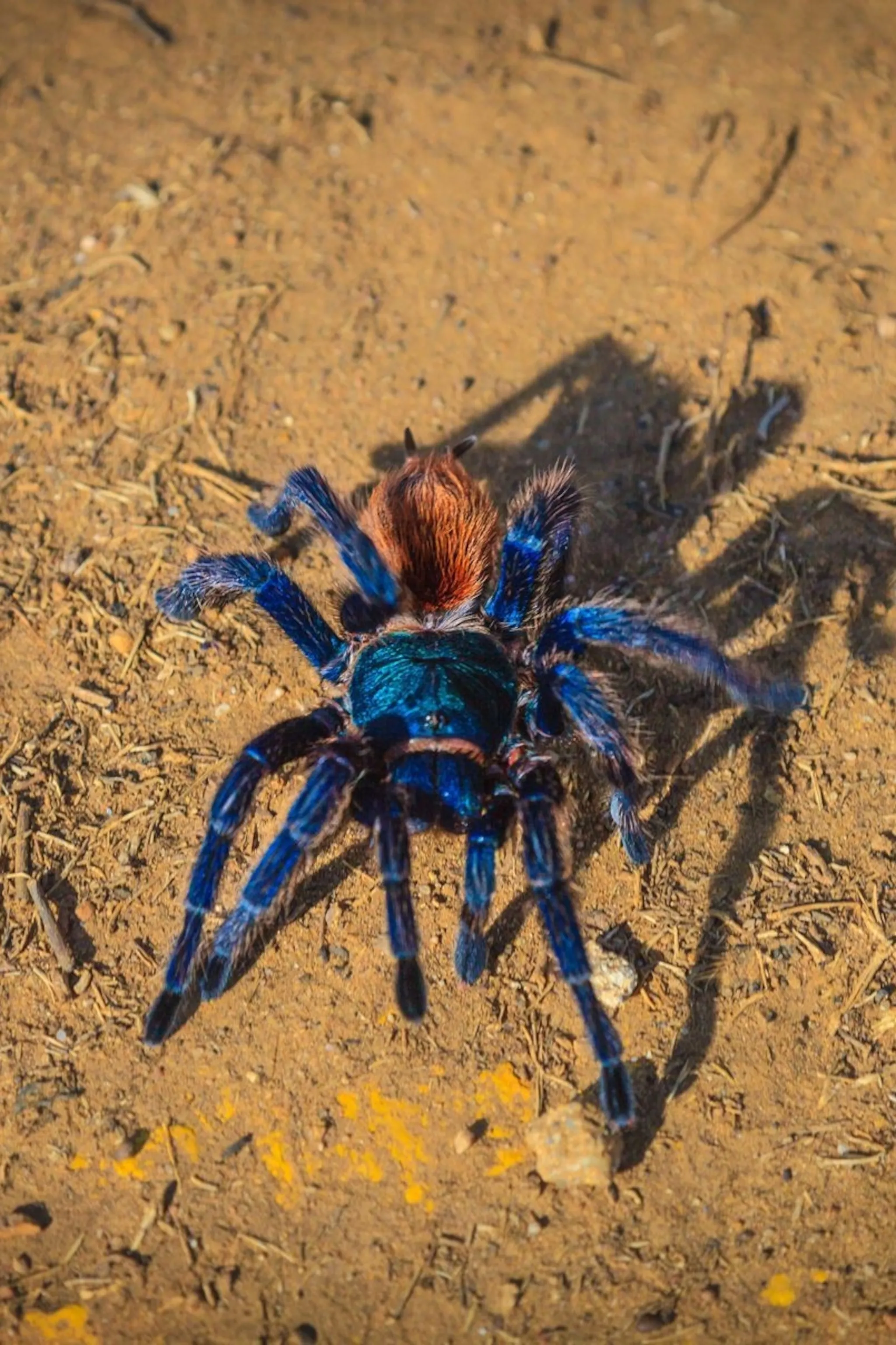 23495 tarantula species