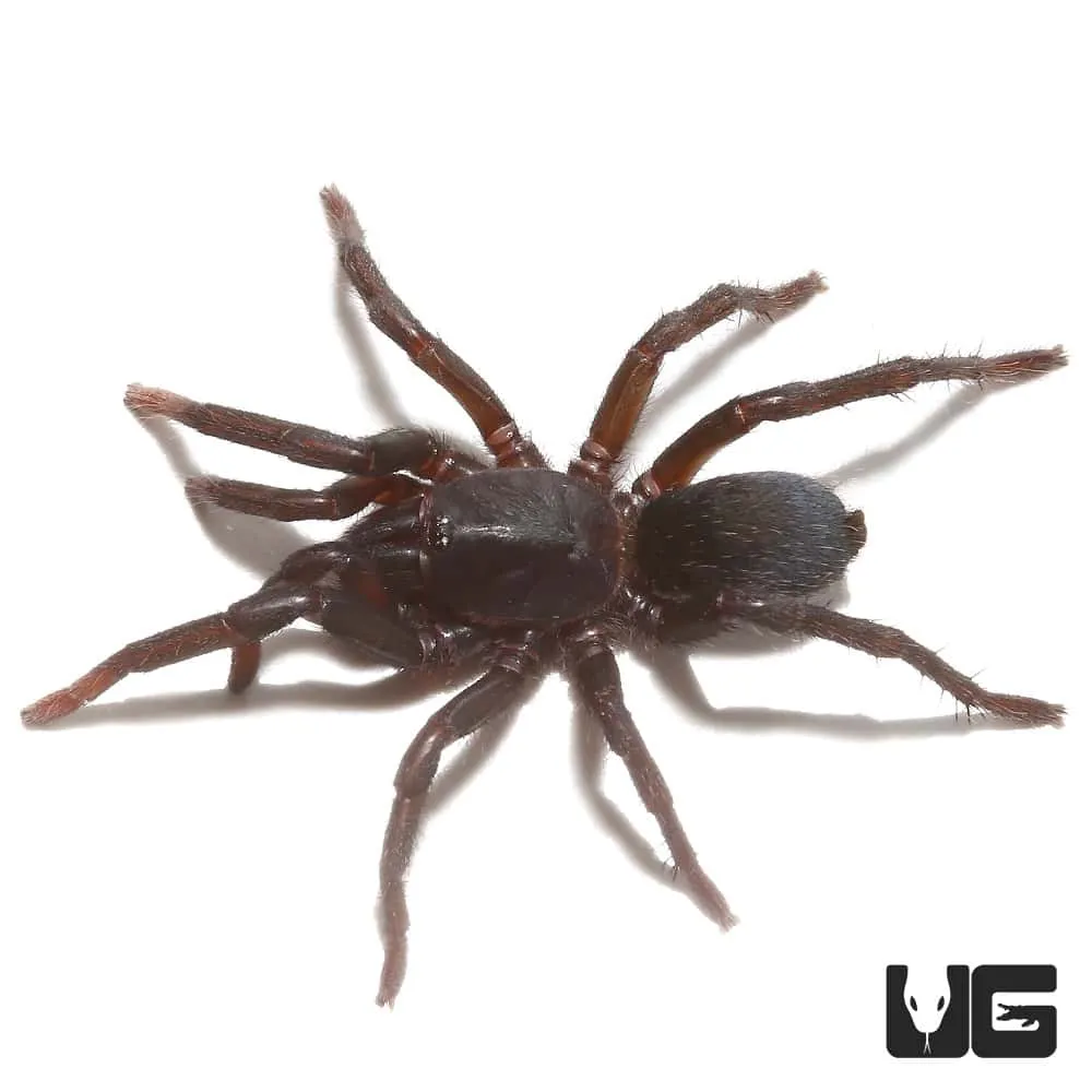 23496 dwarf star tarantula enclosure