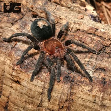 23496 dwarf star tarantula handling