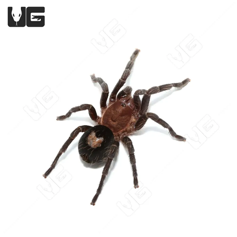 23496 dwarf star tarantula molting