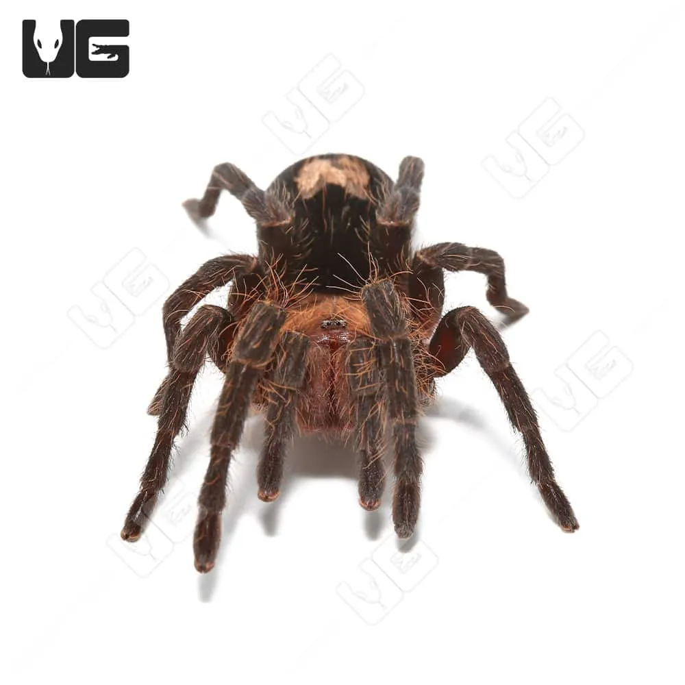 23496 dwarf star tarantula spiderling