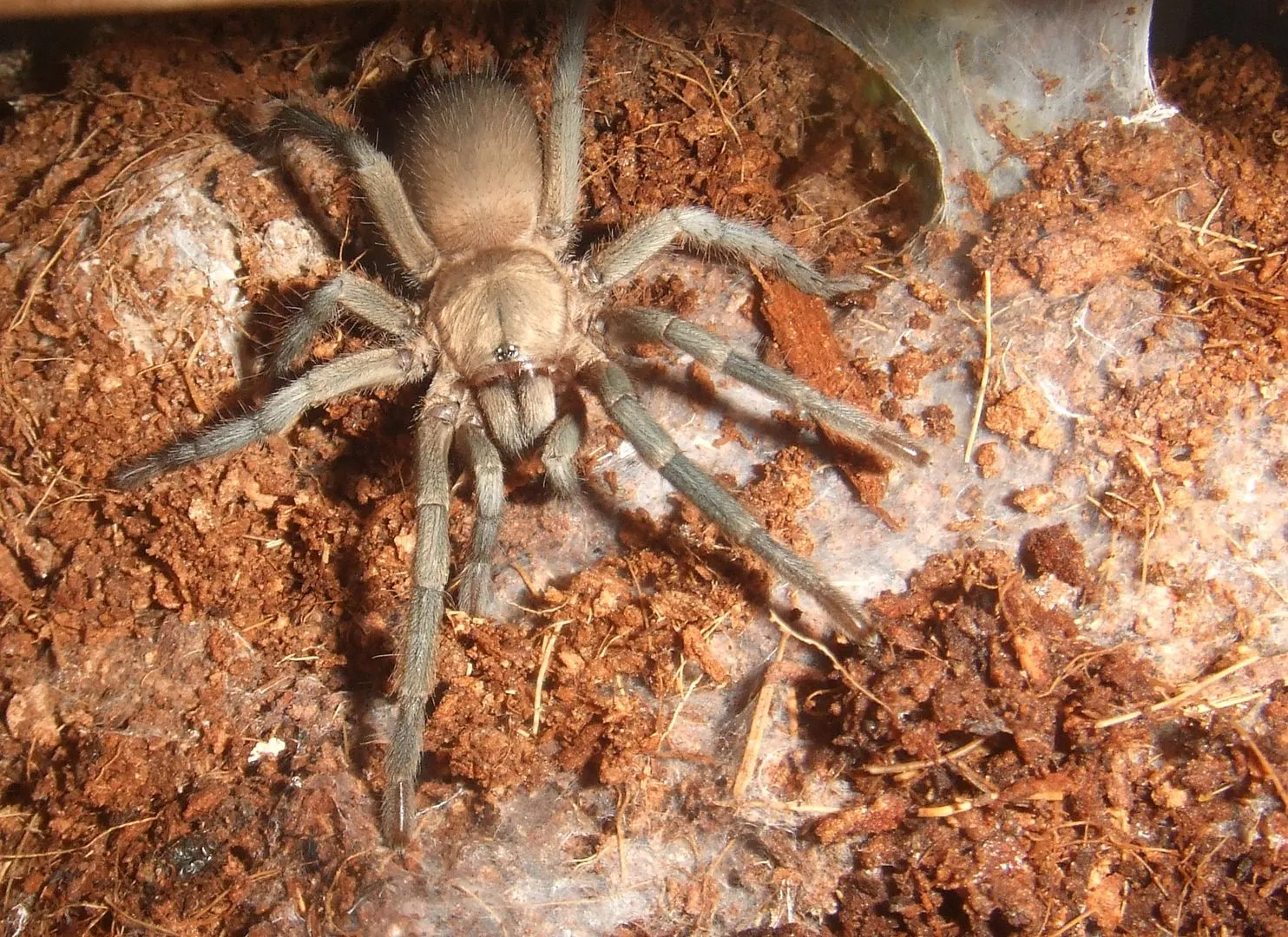 /img/23496-dwarf-star-tarantula-venom.webp
