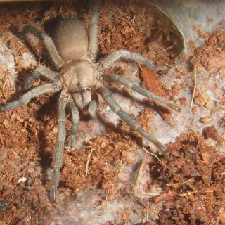 /img/23496-dwarf-star-tarantula-venom.webp