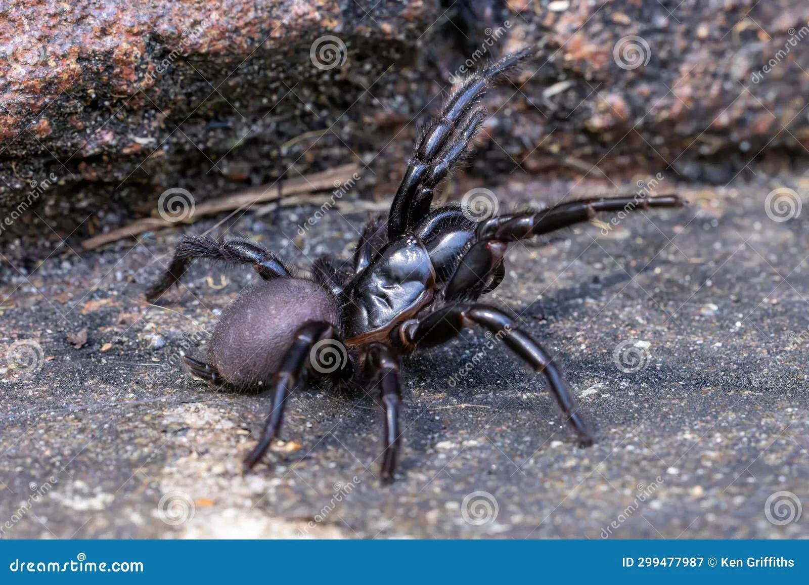 23497 sydney funnel web tarantula avoidance