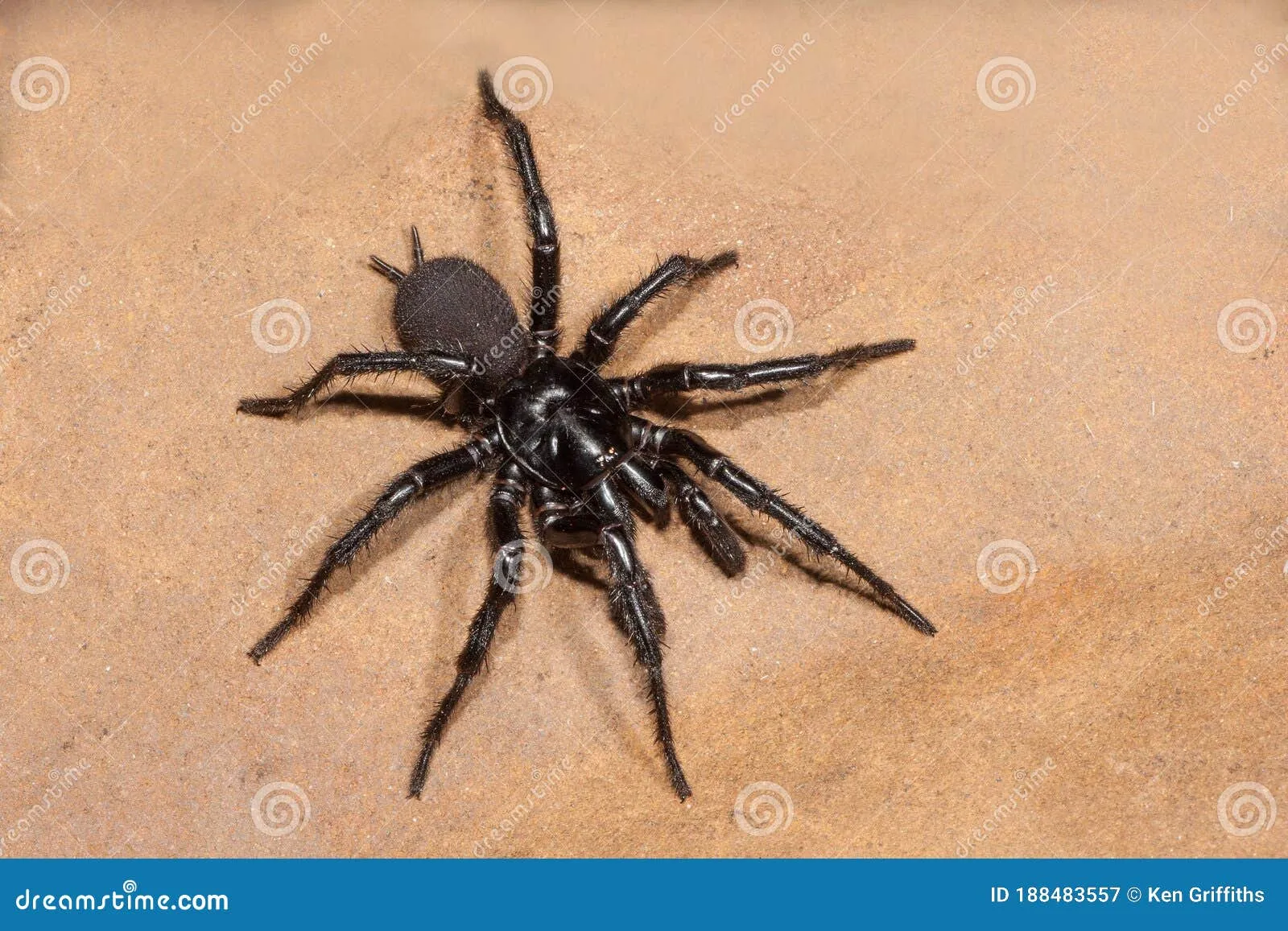 23497 sydney funnel web tarantula bite