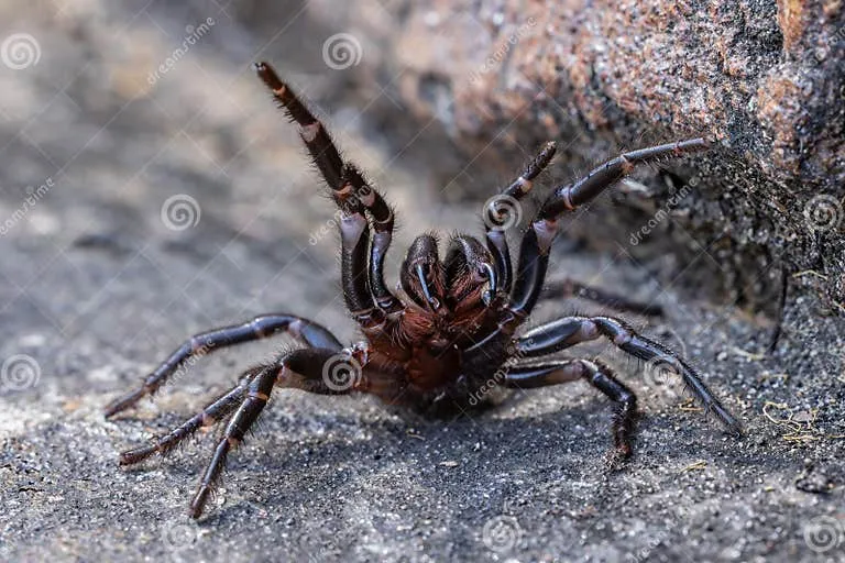 /img/23497-sydney-funnel-web-tarantula-facts.webp