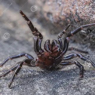 /img/23497-sydney-funnel-web-tarantula-facts.webp