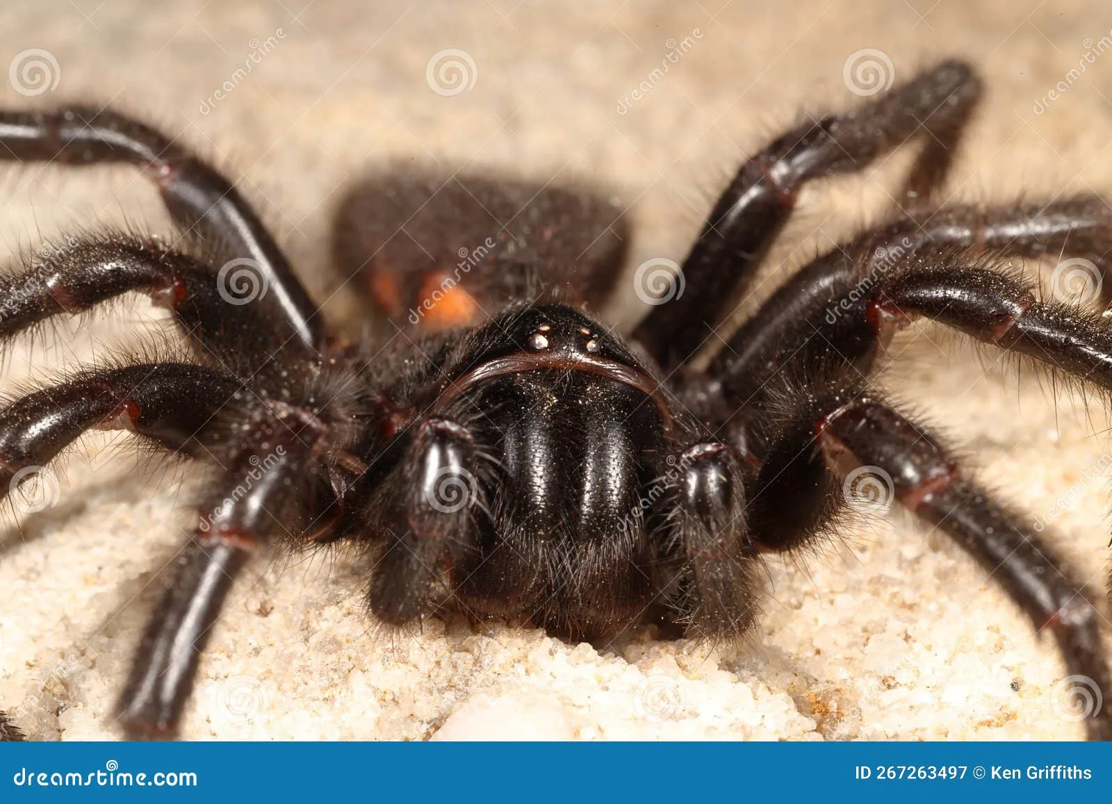 23497 sydney funnel web tarantula first aid