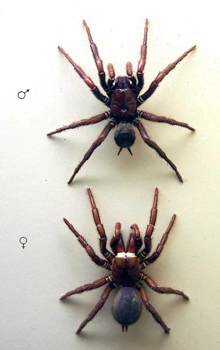 23497 sydney funnel web tarantula habitat