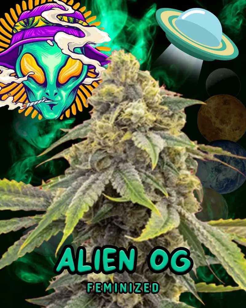 /img/23498-alien-tarantula-effects.webp