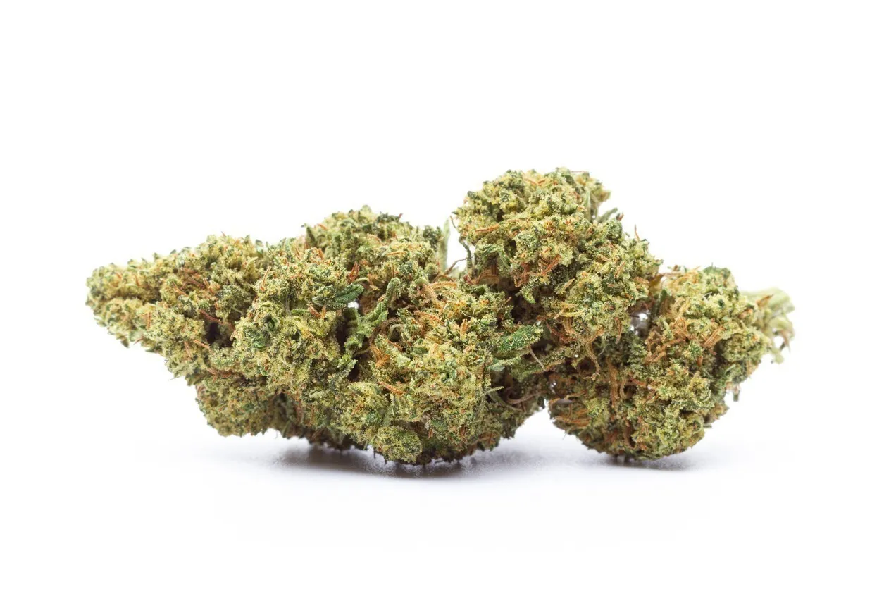 23498 alien tarantula terpenes