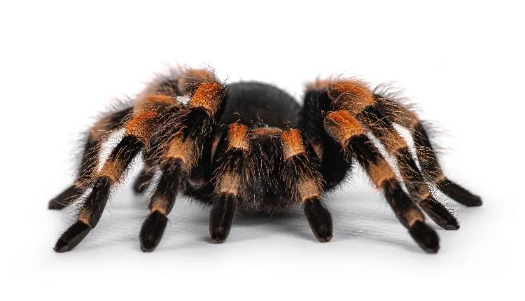 23499 mexican red knee tarantula handling
