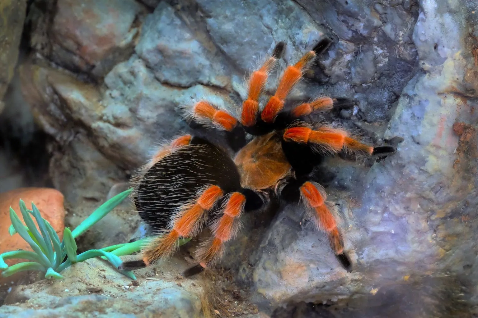 23499 mexican red knee tarantula substrate