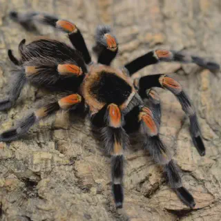 /img/23499-mexican-red-knee-tarantula-ventilation.webp