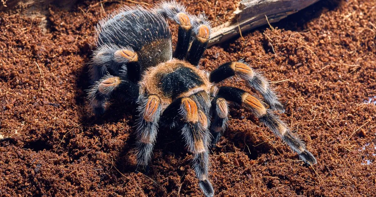 23499 mexican red knee tarantula water