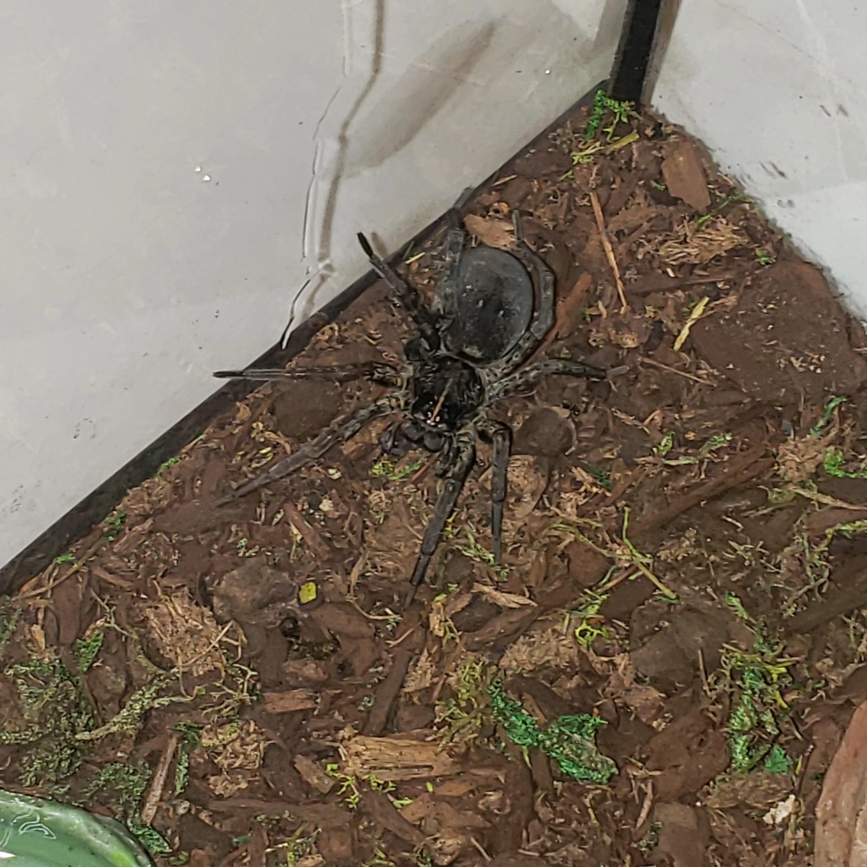 23501 tarantula identification