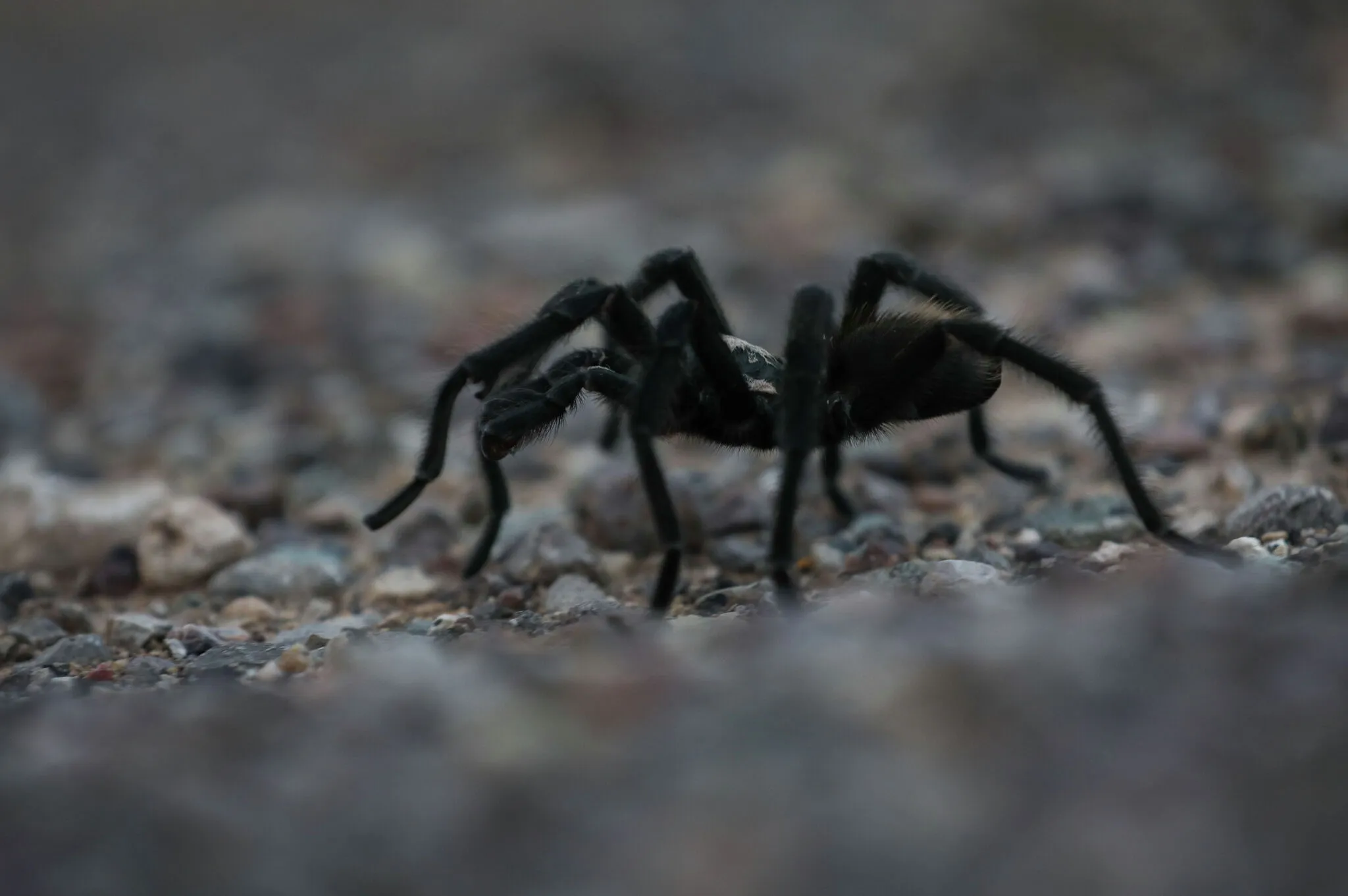 /img/23501-tarantula-safe-observation.webp