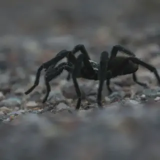 /img/23501-tarantula-safe-observation.webp