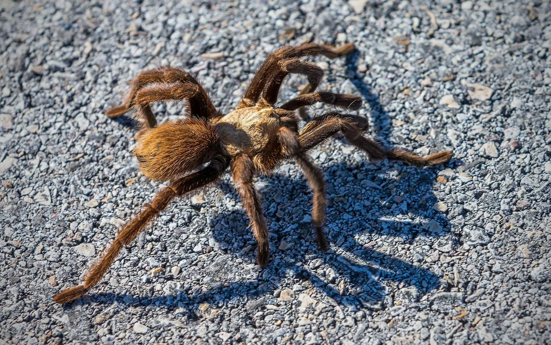 23501 tarantula spiderlings