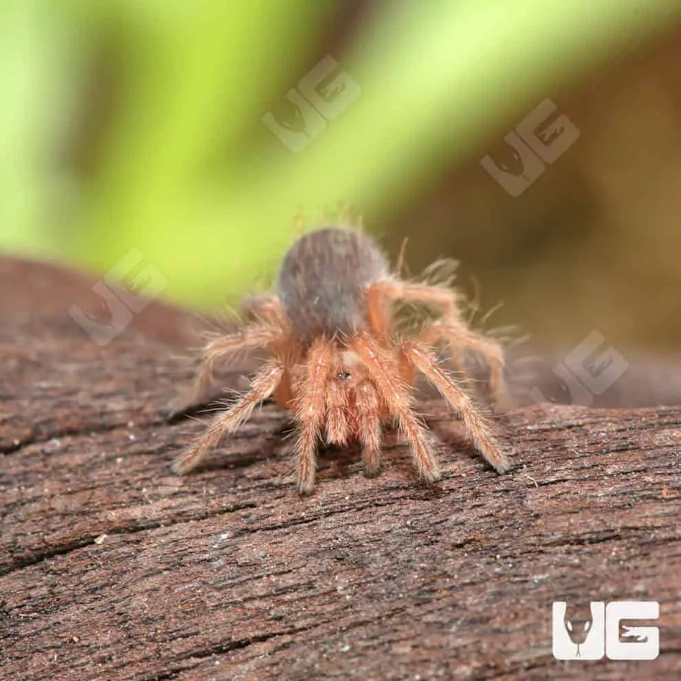 23503 tarantula red hair care