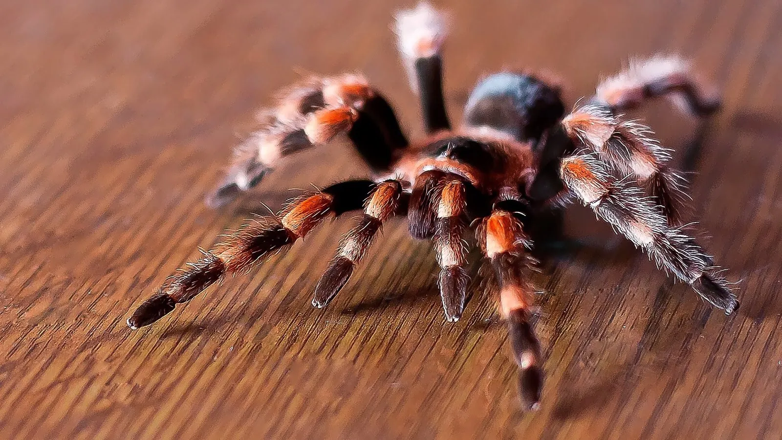 23503 tarantula red hair dye