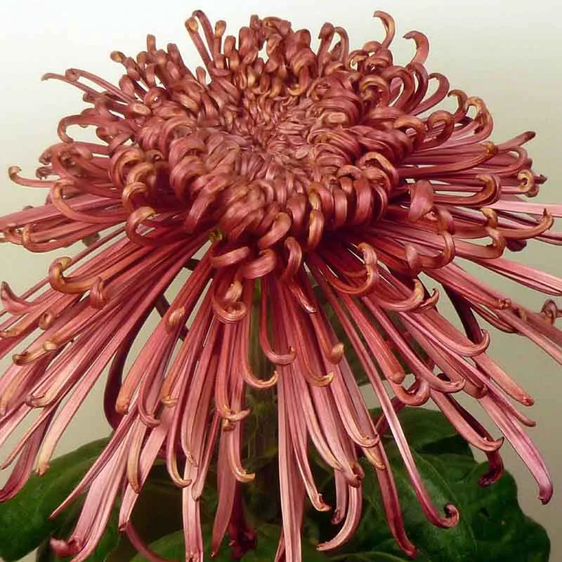 23503 tarantula red hair inspiration