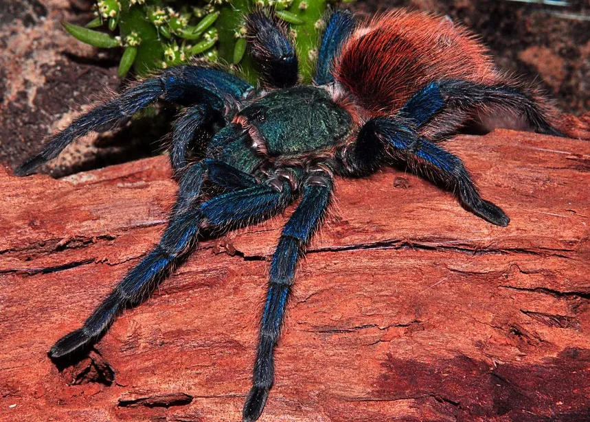 /img/23503-tarantula-red-hair-products.webp