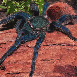 /img/23503-tarantula-red-hair-products.webp