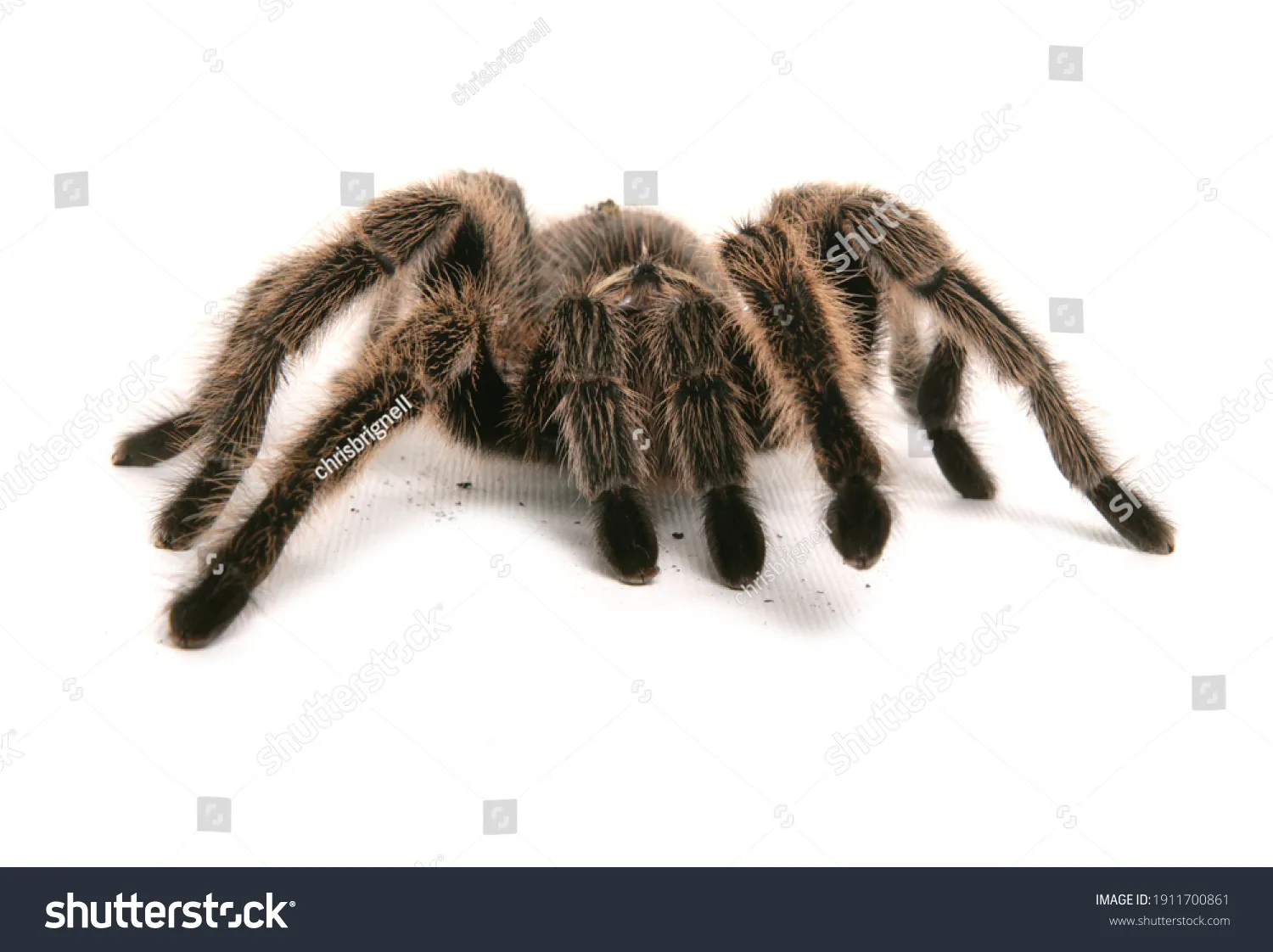 23503 tarantula red hair salon