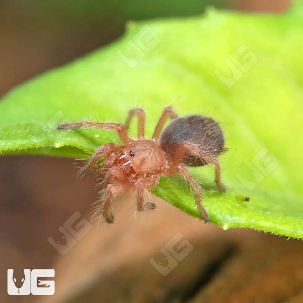 23503 tarantula red hair styles