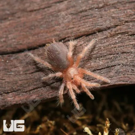 23503 tarantula red hair types