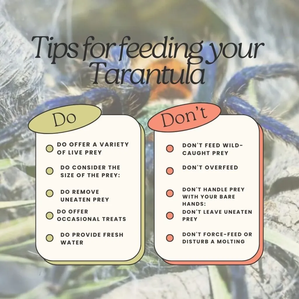 /img/23504-hungry-tarantula.webp