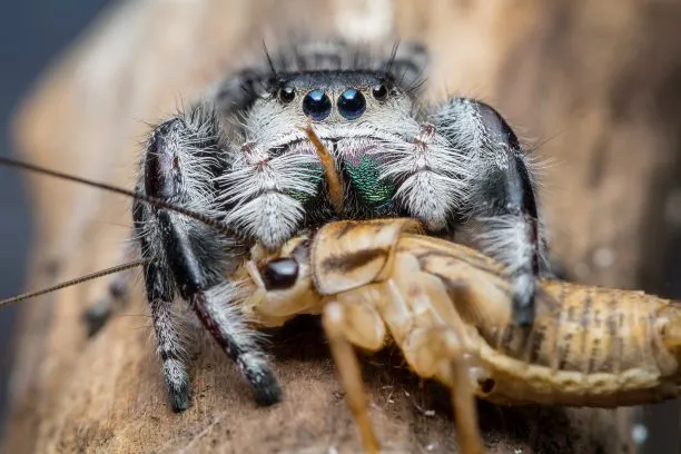 23504 large prey tarantula