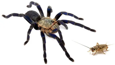 23504 medium prey tarantula