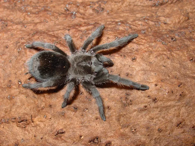 /img/23505-wild-tarantula-canada-conservation.webp