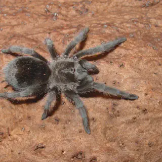 /img/23505-wild-tarantula-canada-conservation.webp