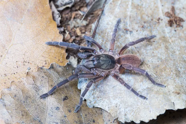 23505 wild tarantula canada diet