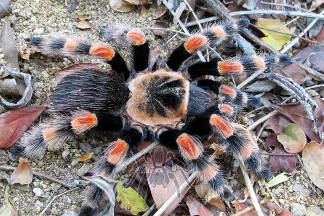 23505 wild tarantula canada lifecycle