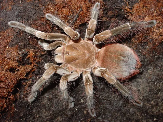 23505 wild tarantula canada species